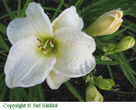 Hemerocallis Hybrida-Ryhm 'Gentle Shepherd'